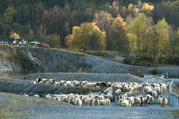 Kudde schapen in de herfstzon van MientjeBerkersPhotography