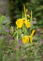 Yellow lis