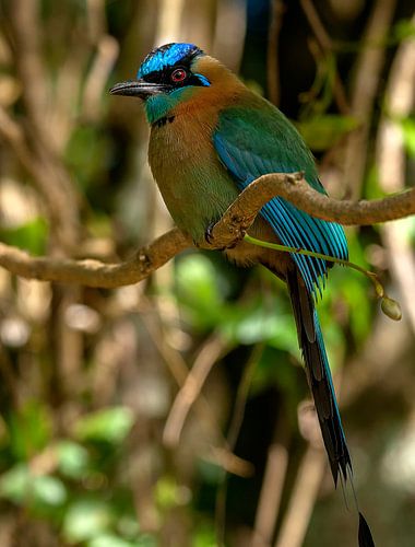 Lessons motmot van Maarten Verhees