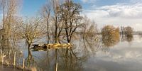 Hoog water in de Waal