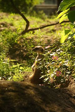 meerkat in the sun by Sarah Gorter