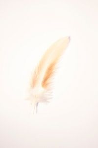 Weiche neutrale Farben, braune weiße Feder Kunstdruck - achtsamer Minimalismus Fotografie