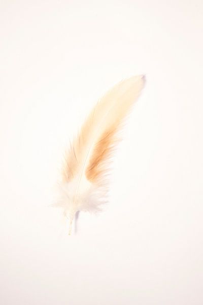 Couleurs neutres et douces, impression d'art sur plumes blanches et brunes - photographie du mi par Christa Stroo photography
