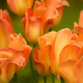 Oranje tulpen in het veld van Bas van Gelderen