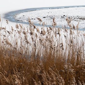 A winter lake with reeds by Adriana Müller