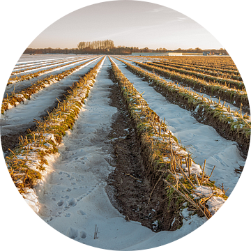 Aspergebedden in een Nederlands winterlandschap van Ruud Morijn