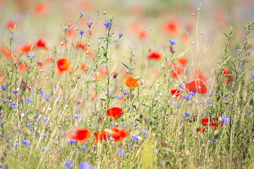 Veld vol wilde bloemen en klaprozen van Evelien Oerlemans