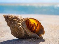 Sommer, Strand, Muscheln Sommerzeit, Strand, Muschel