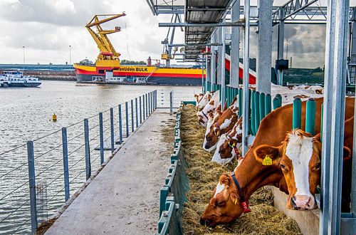 Vache dans le port de Rotterdam