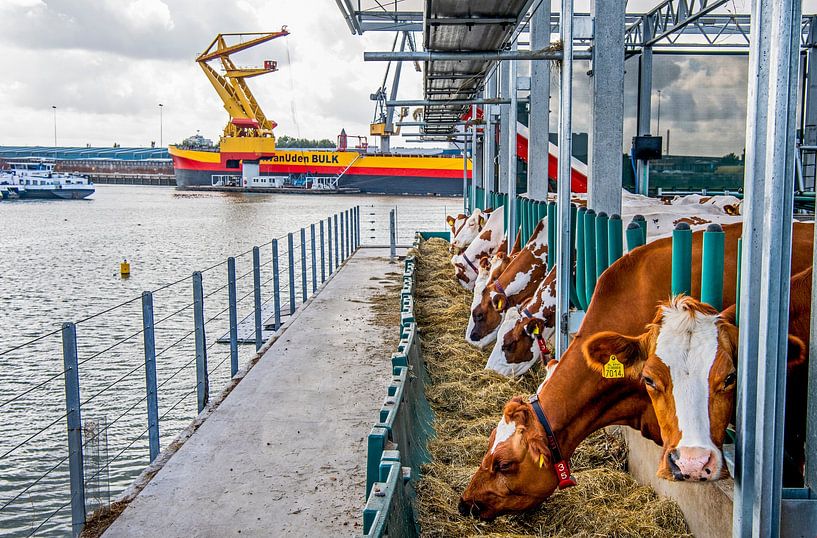 Vache dans le port de Rotterdam par Frank de Roo
