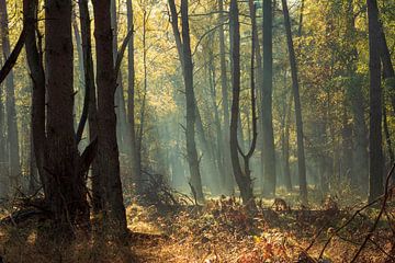 Herfstbos Planken Wambuis van René Jonkhout