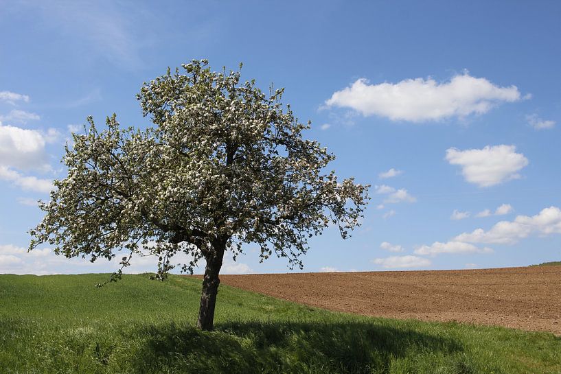 Appelboom in volle bloei in de lente van Martin Flechsig