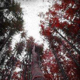 Roter Herbstwald von Toni Stauche