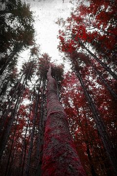 Forêt rouge d'automne