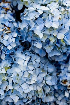 Blue Stillness