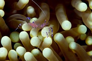 Small shrimp in anemone sur Jan van Kemenade