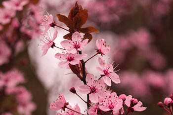 Lentegevoelens door japanse roze bloesem