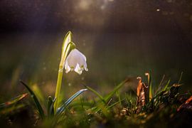 Snowdrops by Sergej Nickel