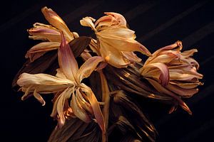 Getrocknete Lilien im warmen Herbstlicht von Karel Ham