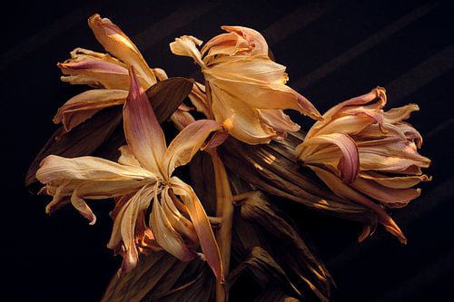 Dried Lilies in warm autumn light