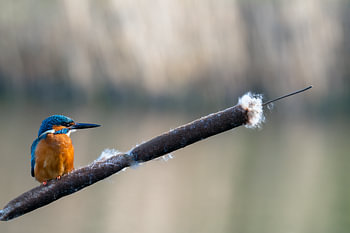 Eisvogel auf Seerose