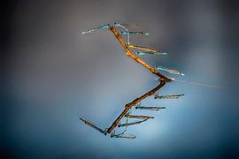 damselflies reflection by Egon Zitter