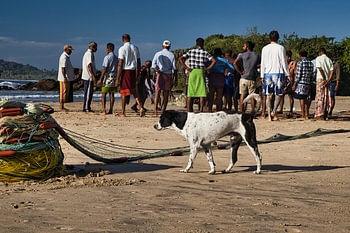 Un chien errant inspecte un filet de pêche sur une plage du Sri Lanka