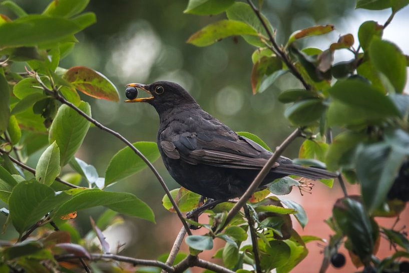 Merel met een bes in de snavel op een tak van Harrie Muis