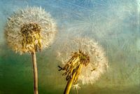 Pusteblumen
