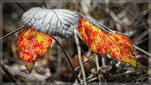 Herfstkleuren van Rob Boon