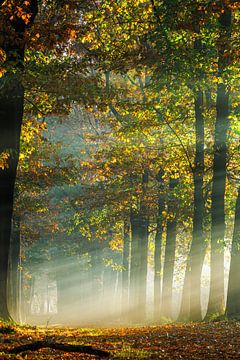 The Mastbos on an early autumn morning by I Love Breda