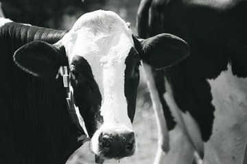 Zwart witte koe in het zonlicht van Jolanda de Jong-Jansen