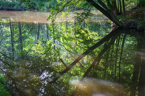 Weerspiegeling van bomen in kalm water