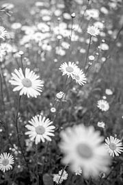 Daisies in black and white by Leo Schindzielorz
