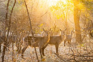 Guardians of the golden light: An encounter in the savannah by Timo Musiol
