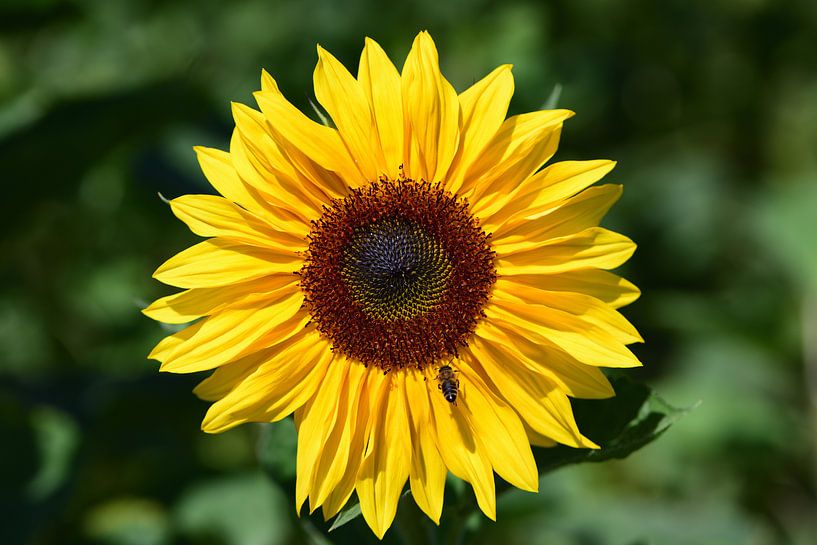 un tournesol jaune sur un fond vert par Ulrike Leone