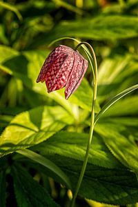 kivietsbloem