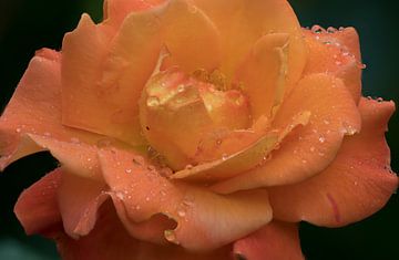 Roos in regen van Ingrid Ronde