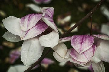 Magnolia - 's Nachts wanneer de regen kwam van Christine Nöhmeier