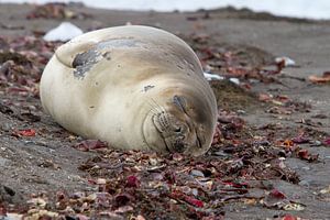 Jeune éléphant de mer de l'Antarctique