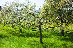 Bad Wiessee