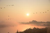 Morningglory