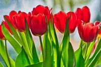 Freshly colourful bunch of red tulips in a row