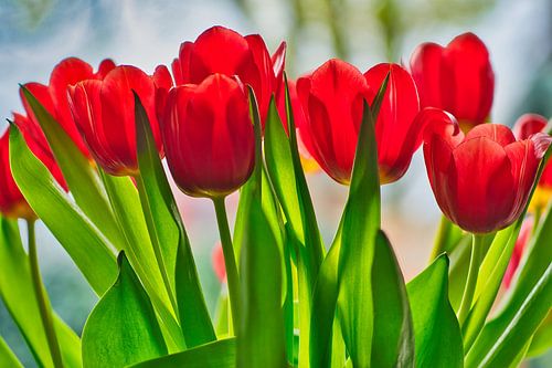 Bouquet de tulipes rouges fraîchement colorées en rangée