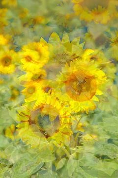 Sonnenblumen, Sonnenblume,  abstrakt,  (Helianthus annuus)