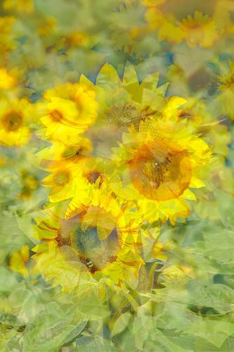 Tournesols, Tournesol, abstrait, (Helianthus annuus)