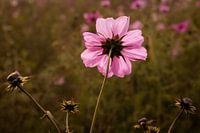 Wild flower