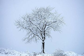 Sneeuwboom van vmb switzerland