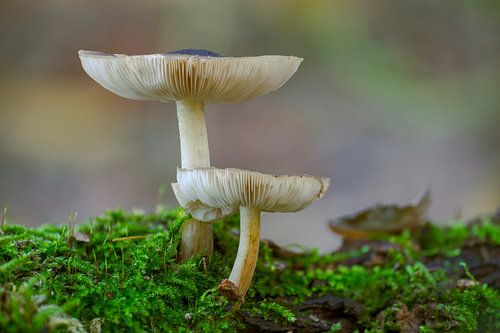 Paddenstoelen op een bemoste boomstam in een loofbos in de herfst