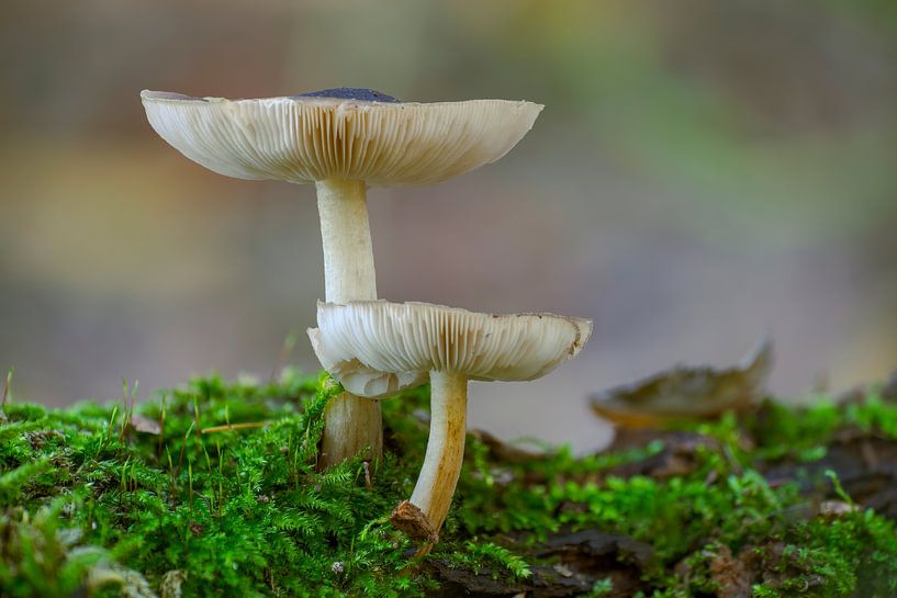 Pilze wachsen auf einem bemoosten Baumstamm in einem Laubwald im Herbst von Mario Plechaty Photography